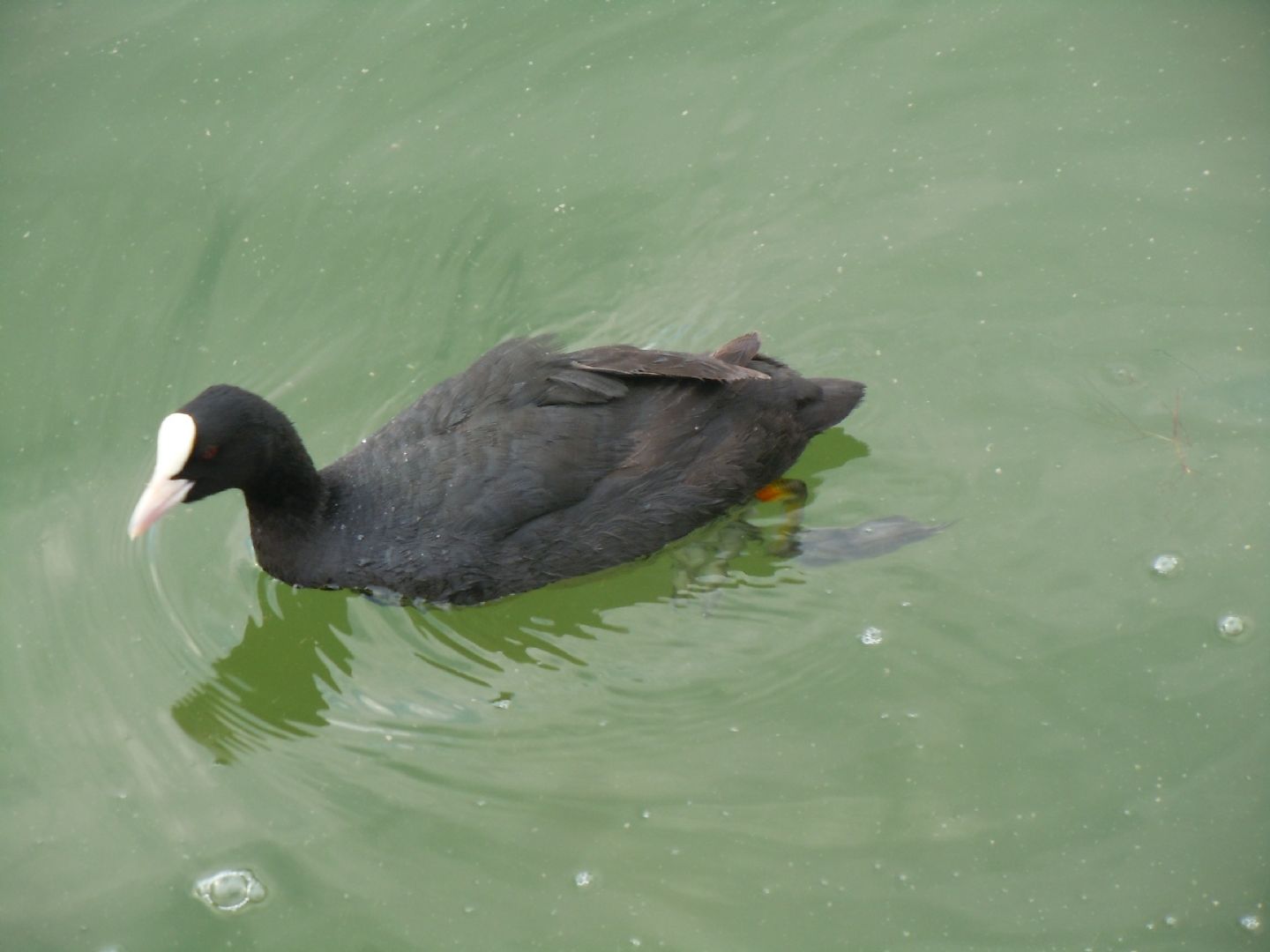 Pulli di folaga dal lago D''Averno